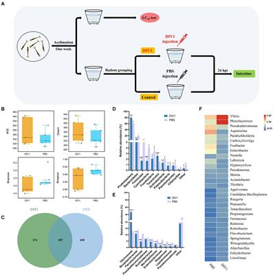 Host-microbiota interactions and responses of Metapenaeus ensis infected with decapod iridescent virus 1